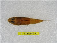 藏品(松葉牛尾魚)的圖片